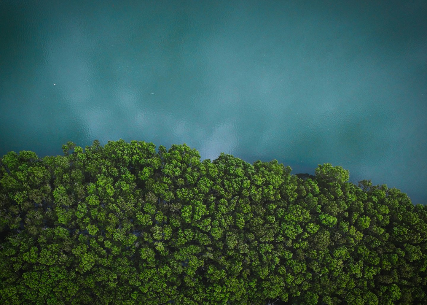 Foresta verde lussureggiante che incontra il bordo di acqua calma.